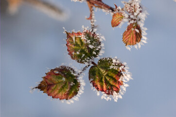 frosty leaves