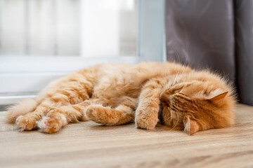 Ginger cat sleep on wood table near the window, sleep with cute gestures in the home with happy time