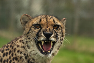 portrait of a cheetah