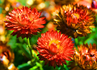 Xerochrysum bracteatum, commonly known as the golden everlasting or strawflower, is a flowering plant in the family Asteraceae native to Australia