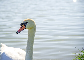 Swan on a lake in Romania