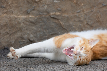 cat on the floor yawning and stretching