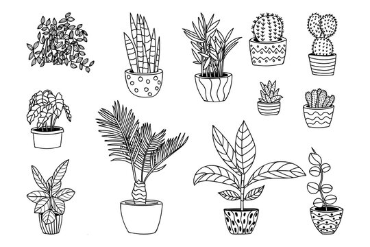 House plant doodle illustrations collection in vector. Home plants hand drawn illustrations in vector. Pot plant doodle illustrations collection.