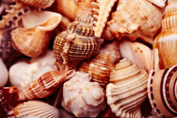 a lot of seashells diverse form on background