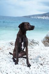 pretty big black wet dog pet at sea coast, lifestyle travel with dog concept