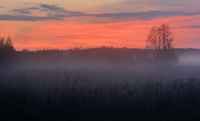 Fototapeta premium Morning mist on the river bank. Purple Haze. Fog at dawn