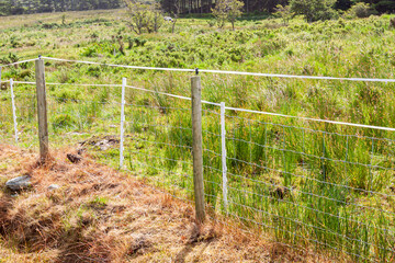 Fototapeta na wymiar A grassy area of the field is fenced with electric shepherd wire.