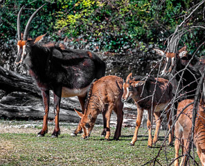 Sable antelopes on the lawn. Latin name - Hippotragus niger	