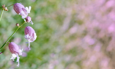 Obraz premium Postcard summer herbs and flowers. Grasses and flowers background.