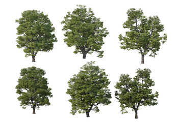 Obraz premium Tree on a white background