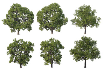 Tree on a white background