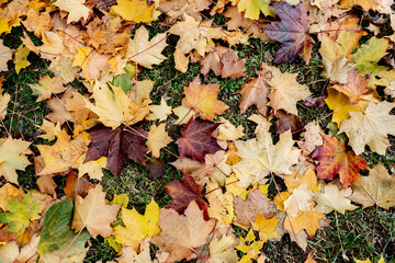 autumn leaves background