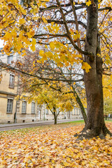 autumn in the park of the european town
