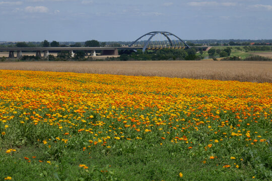 Saalebr&uuml;cke Beesedau mit Ringelblumenfeld