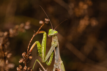 The praying mantis isolated
