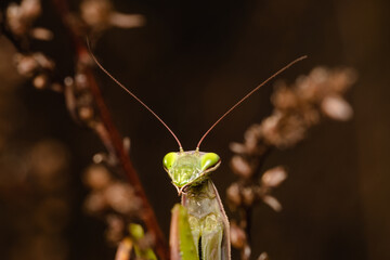 The praying mantis isolated