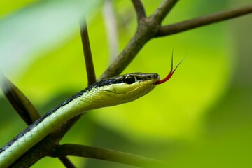 green snake on a branch