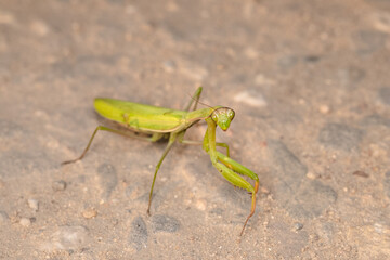 The praying mantis isolated