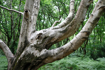 vieux bouleau (détail)