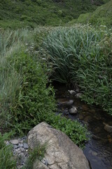 ruisseau dans la verdure