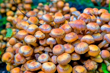 closeup shot of the forest mushrooms on a background of autumn leaves