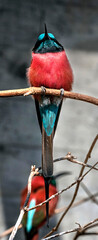 Carmine bee-eater on the small branch. Latin name - Merops nubicus nubicus	