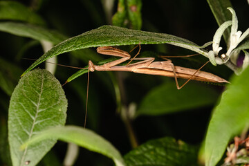 The praying mantis isolated
