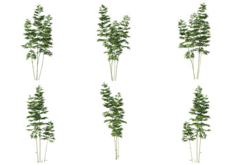 Bamboo tree on a white background