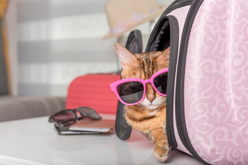 A cat with glasses sits in a carrying bag and waits for a trip.
