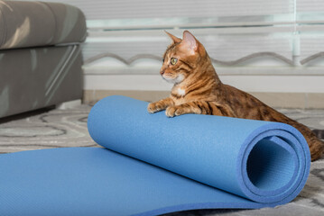 A Bengal cat rolls up a yoga mat after a workout.