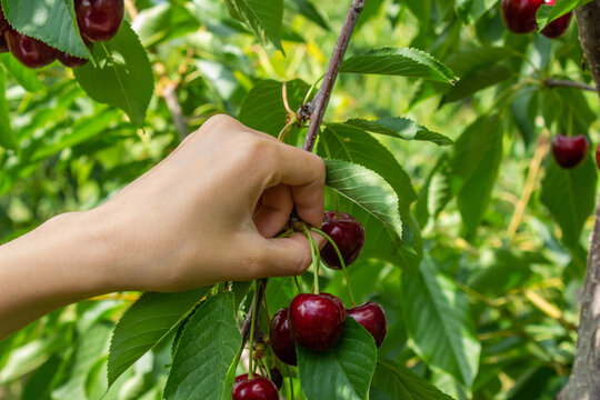 Woman picking cherry fruits.