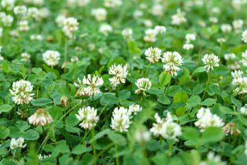 Flowers of white clover Trifolium repens.The plant is edible, medicinal. Grown as a fodder plant.