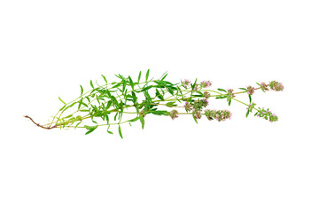 Thyme with root on a white background. Fragrant blooming herb mother-of-thyme leaves with lilac...