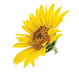 Flower of sunflower head isolated on white background.  Sunflower vector illustration. Botanical floral illustration. Yellow summer flower