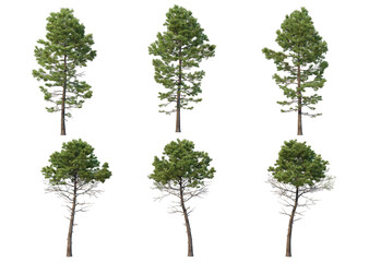 Obraz premium Tree and pine on a white background