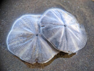 sea urchin shell(sand dollar) 