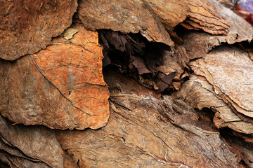 Dried tobacco leaves as background, close-up, High quality tobacco big leaf, selective focus.