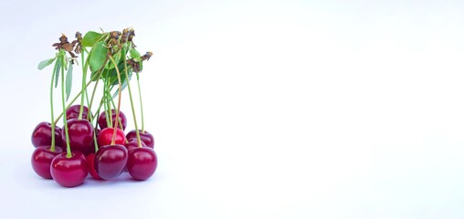 Sour cherry fruits isolated on white background.