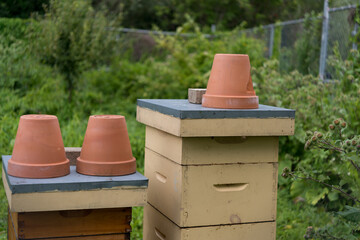 Obraz premium bee hives in an urban community garden