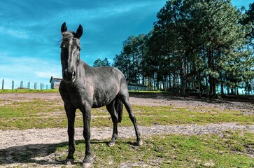 horse on a meadow