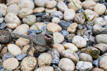 tree lizard on the rock field.