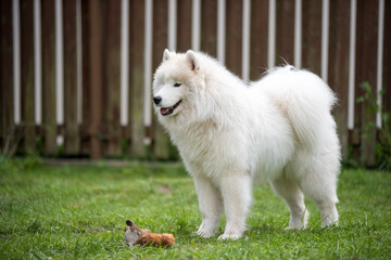 Fluffy white Samoyed puppy dog is playing with toy