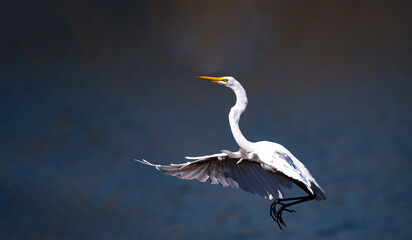 An egret taking off
