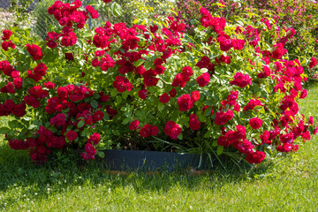 A large bush of blooming red roses grows in the garden in the summer
