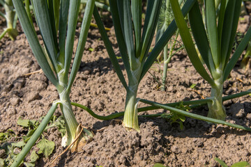 Close-up of fresh green onions growing in the garden
