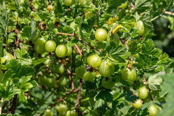 Close-up shot of fresh juicy green gooseberries growing on a bush in a garden