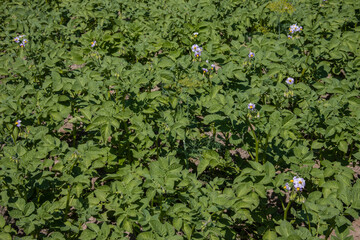 Close up potato field with fresh healthy flowering potato shoots
