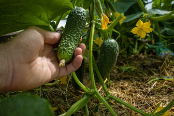 A farmer harvests fresh fragrant cucumbers in a greenhouse