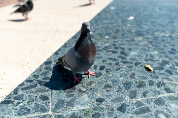 Fototapeta premium Pingeon