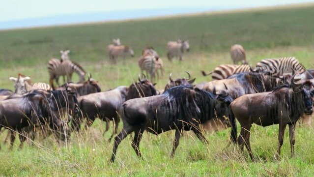 Huge herd of wildebeest in the wild in the Serengeti National Park, Tanzania, Africa